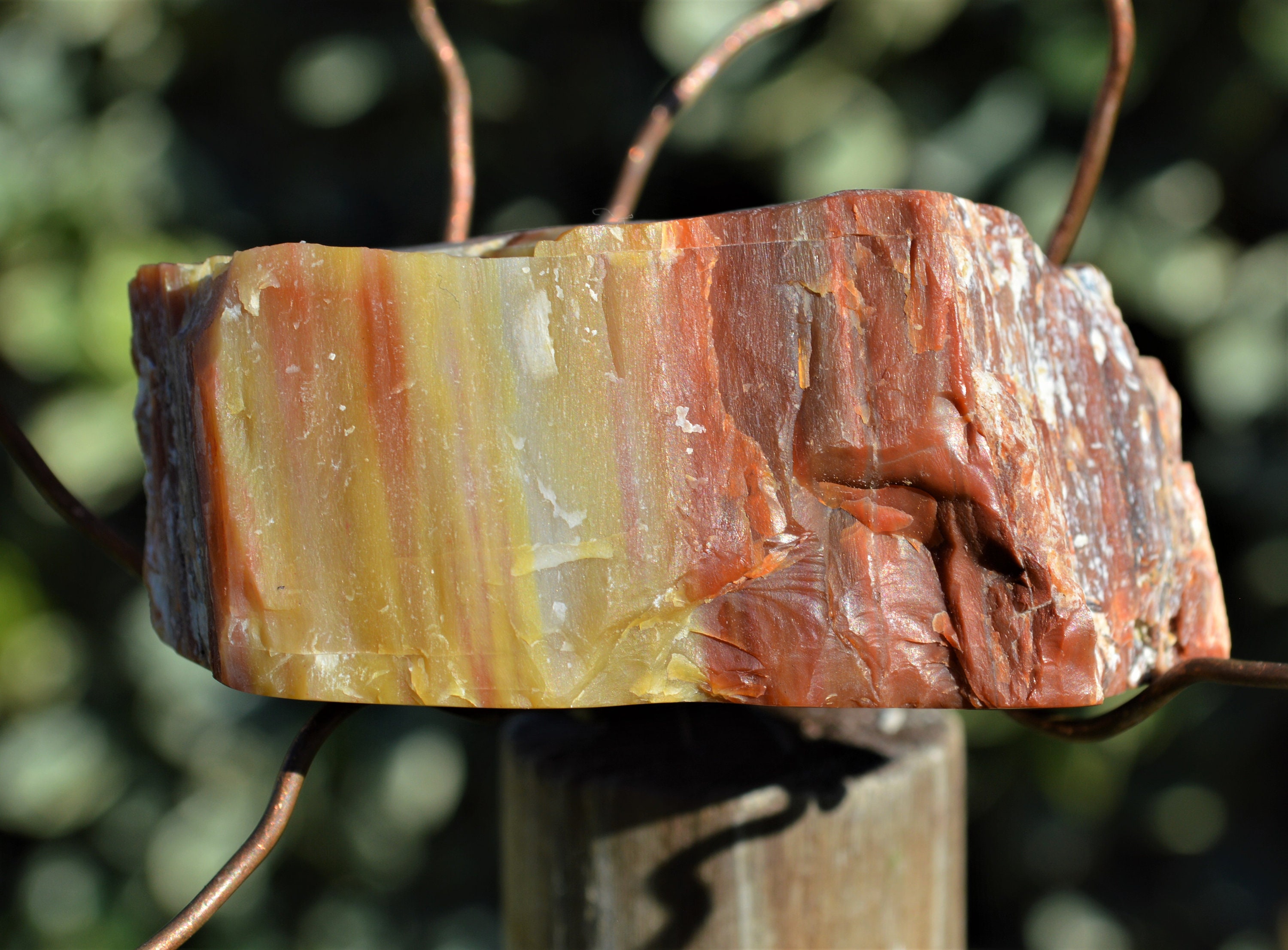 petrify wood petrify wood