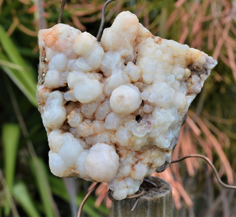 BCS-20-05 Botryoidal Chalcedony Specimen from Nevada. 8.3 OZ or 234 grams. Fluorescent Mineral image 2