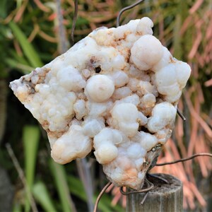 BCS-20-05 Botryoidal Chalcedony Specimen from Nevada. 8.3 OZ or 234 grams. Fluorescent Mineral image 1