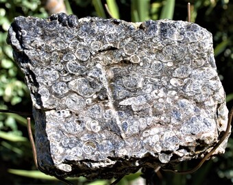 TA-18-01: Turritella Agate is a genus of medium-sized sea snails with an operculum, marine gastropod mollusks in the family Turritellidae.
