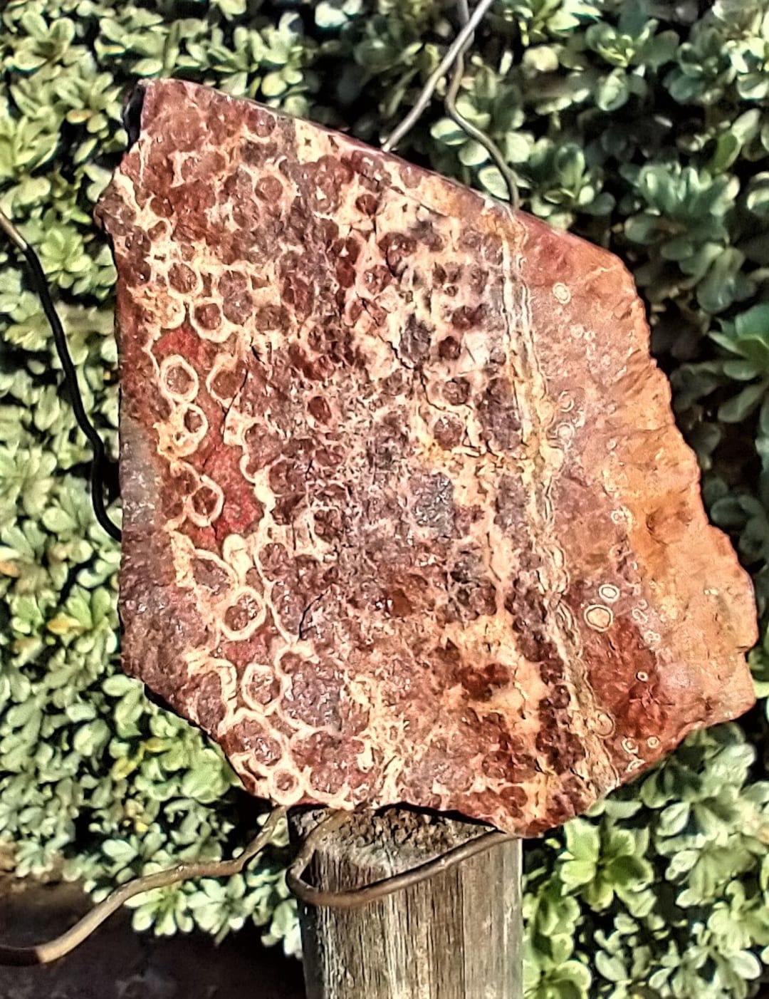 Rare Hornitos Poppy Jasper Rough Stone 487 Grams. No Longer Available