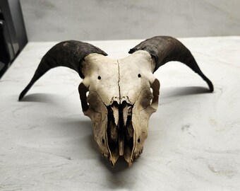 Ram Skull 4