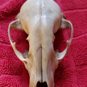 Raccoon Skull