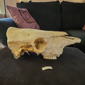 Steer Cow Skull