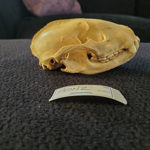 Raccoon Skull