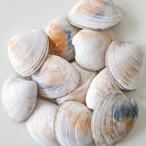 May include: A collection of ten white and cream coloured seashells with brown and blue markings. The shells are arranged in a pile, with some overlapping.