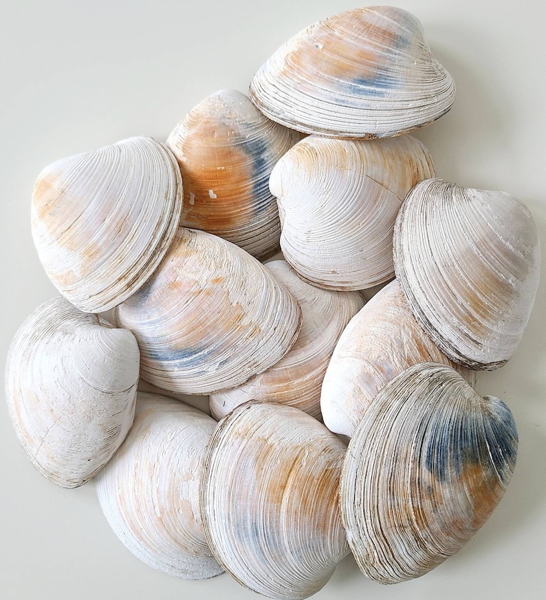 May include: A collection of ten white and cream coloured seashells with brown and blue markings. The shells are arranged in a pile, with some overlapping.