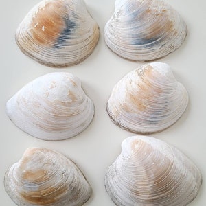 May include: Six white clam shells with brown and grey markings arranged in two rows of three. The shells are smooth and have a slightly textured surface.