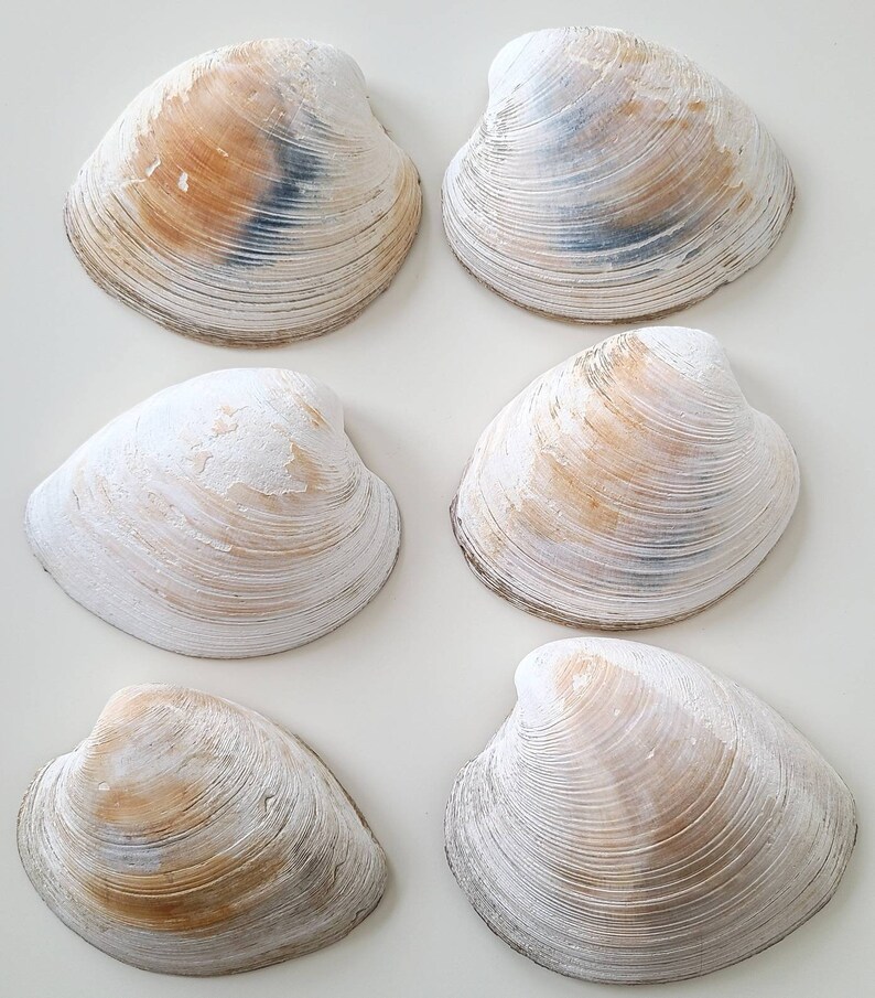 May include: Six white clam shells with brown and grey markings arranged in two rows of three. The shells are smooth and have a slightly textured surface.
