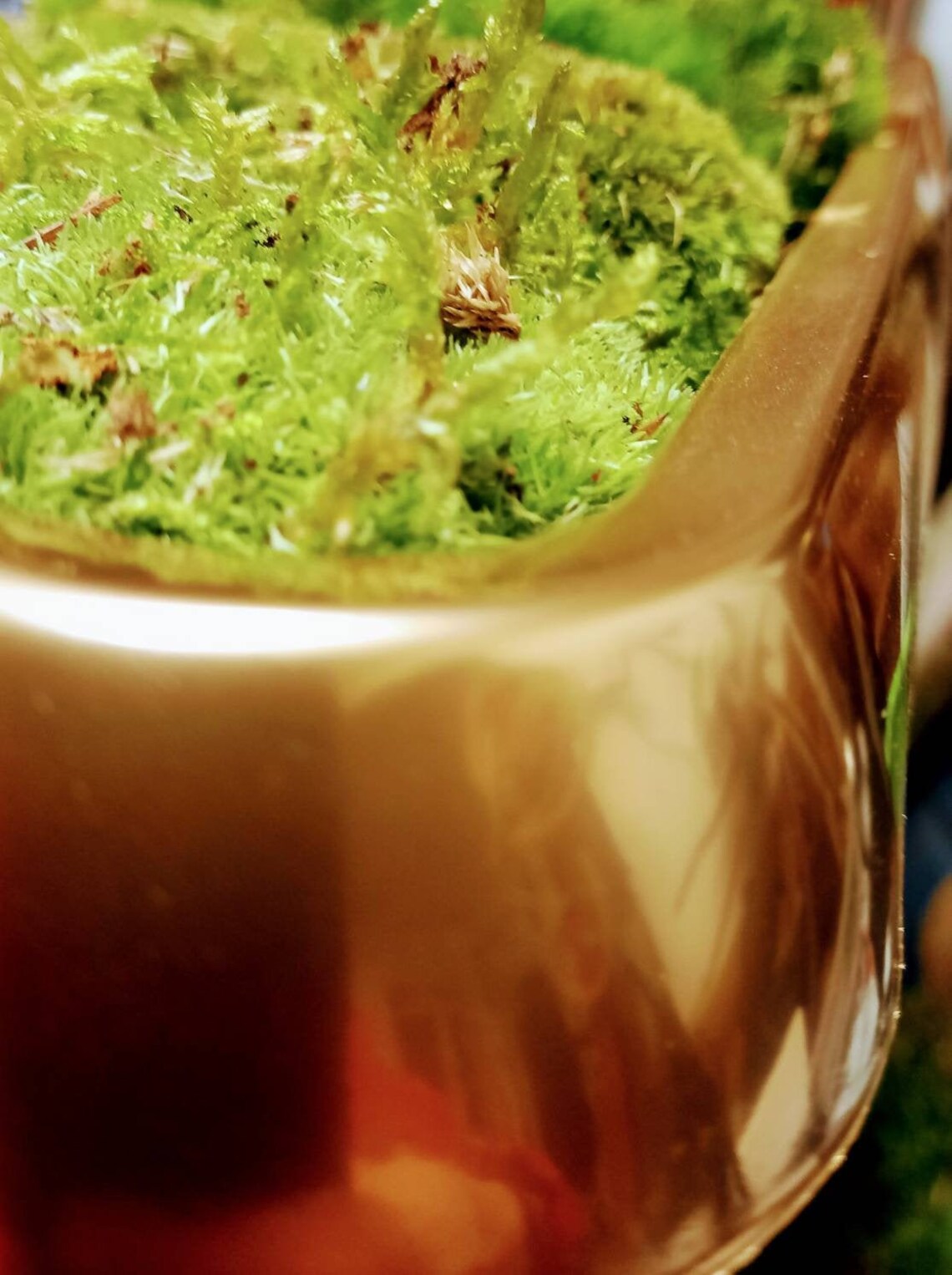 Luxury Live Pole Moss Bath Mat Modern Bath Mats Etsy