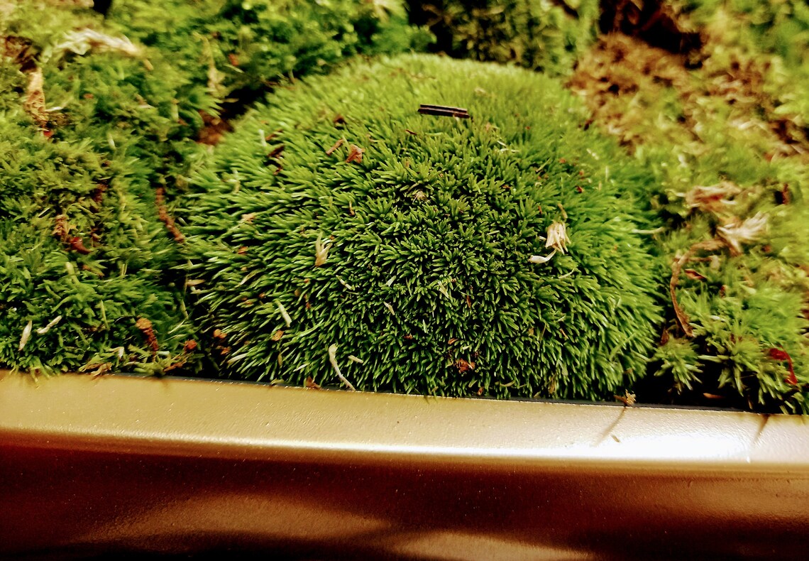 Luxury Live Pole Moss Bath Mat Modern Bath Mats Etsy