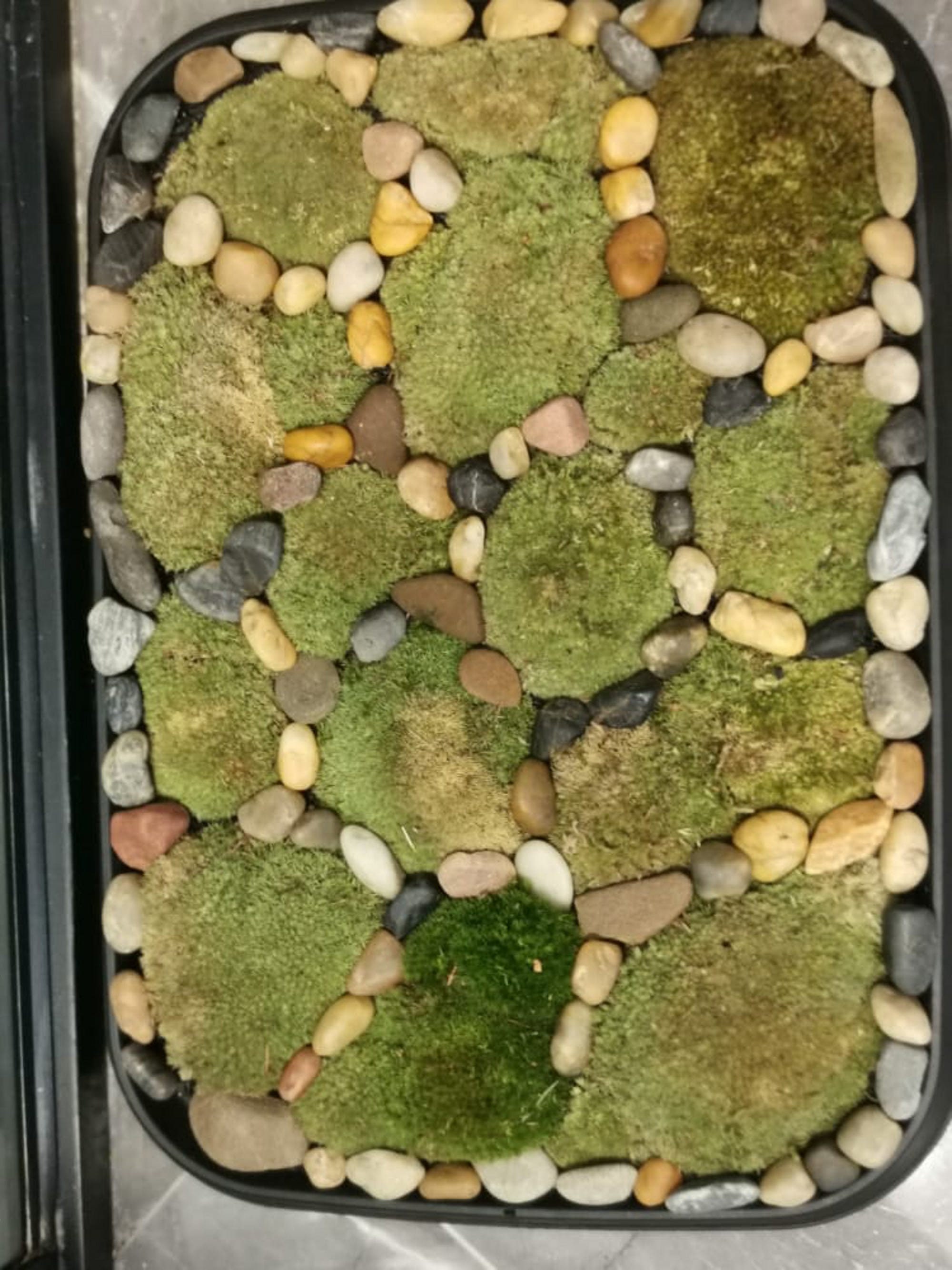 Moss Bath Mat Adds Nature To Your Bathroom - How to Make DIY Moss