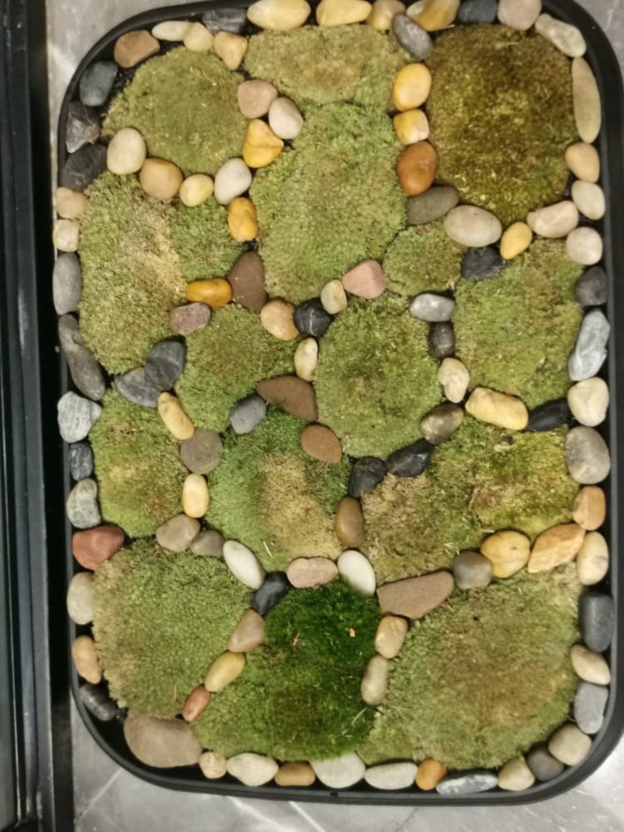 Moss Bath Mat DIY  Directions, Ideas & Benefits