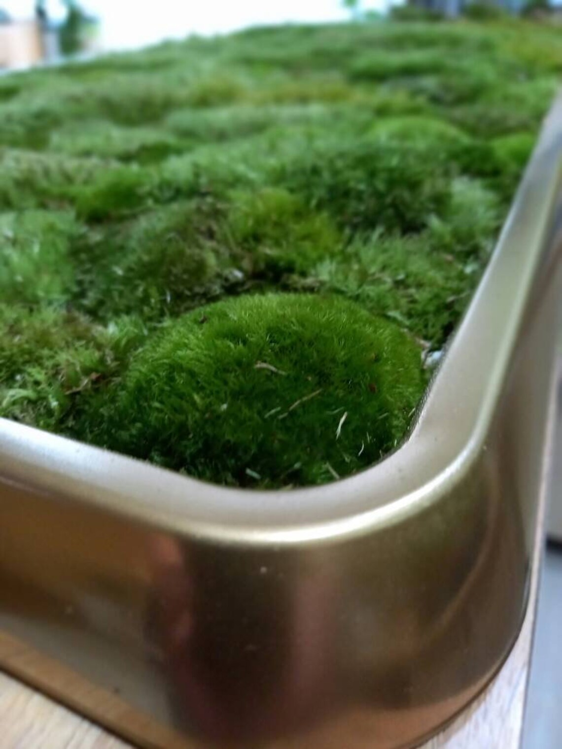 Bath Mat Live Moss Luxury Live Pole Moss Bath Mat Modern Etsy