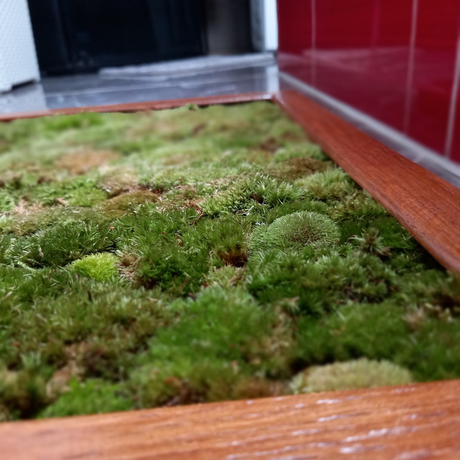 Luxury Live Pole Moss Bath Mat Modern Bath Mats Etsy