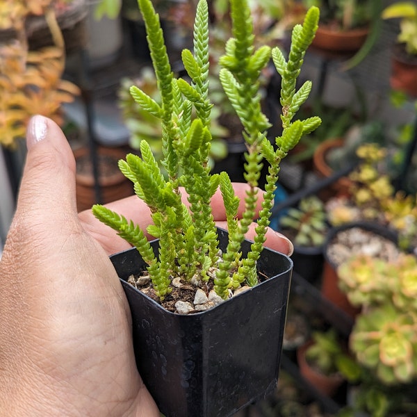 Watch chain succulent Plant/Cutting