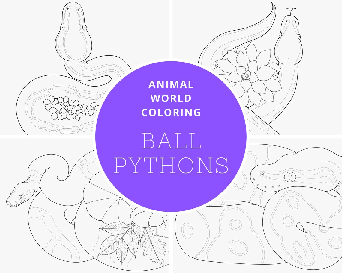 Ball Python Digital Coloring Book - PDF - Great for Both Reptile and ...