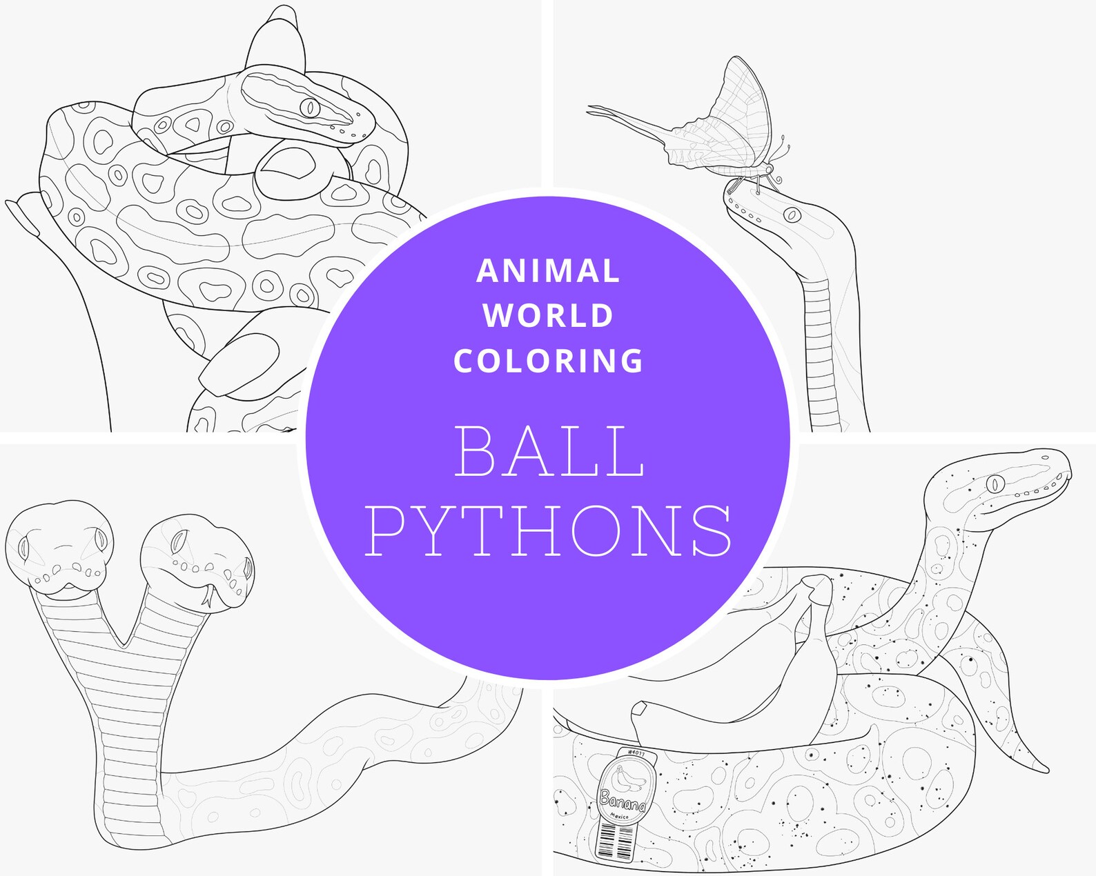 Ball Python Digital Coloring Book - PDF - Great for Both Reptile and ...