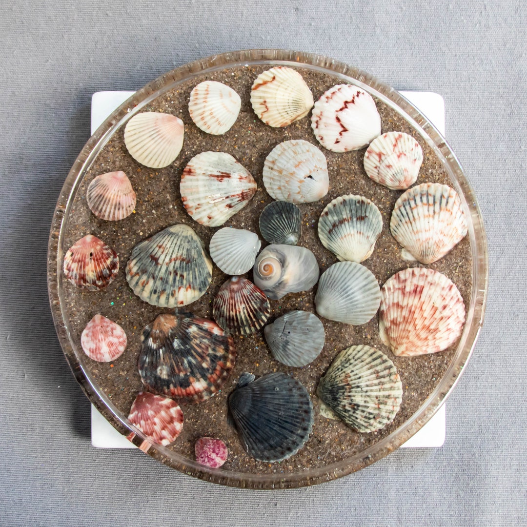 Dark Seashell Tray Round Black Red Dark Sand Real Shells - Etsy