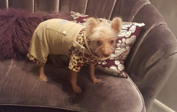 chinese crested clothes