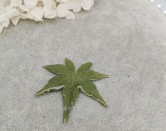 Real Flower Charm 2pcs Green maple leaves Pressed Flower 3-5cm Resin Pendant Dired Flower earring charm Handmade making jewelry kw0566-2