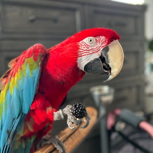 Green Wing Macaw Feather (One Feather)
