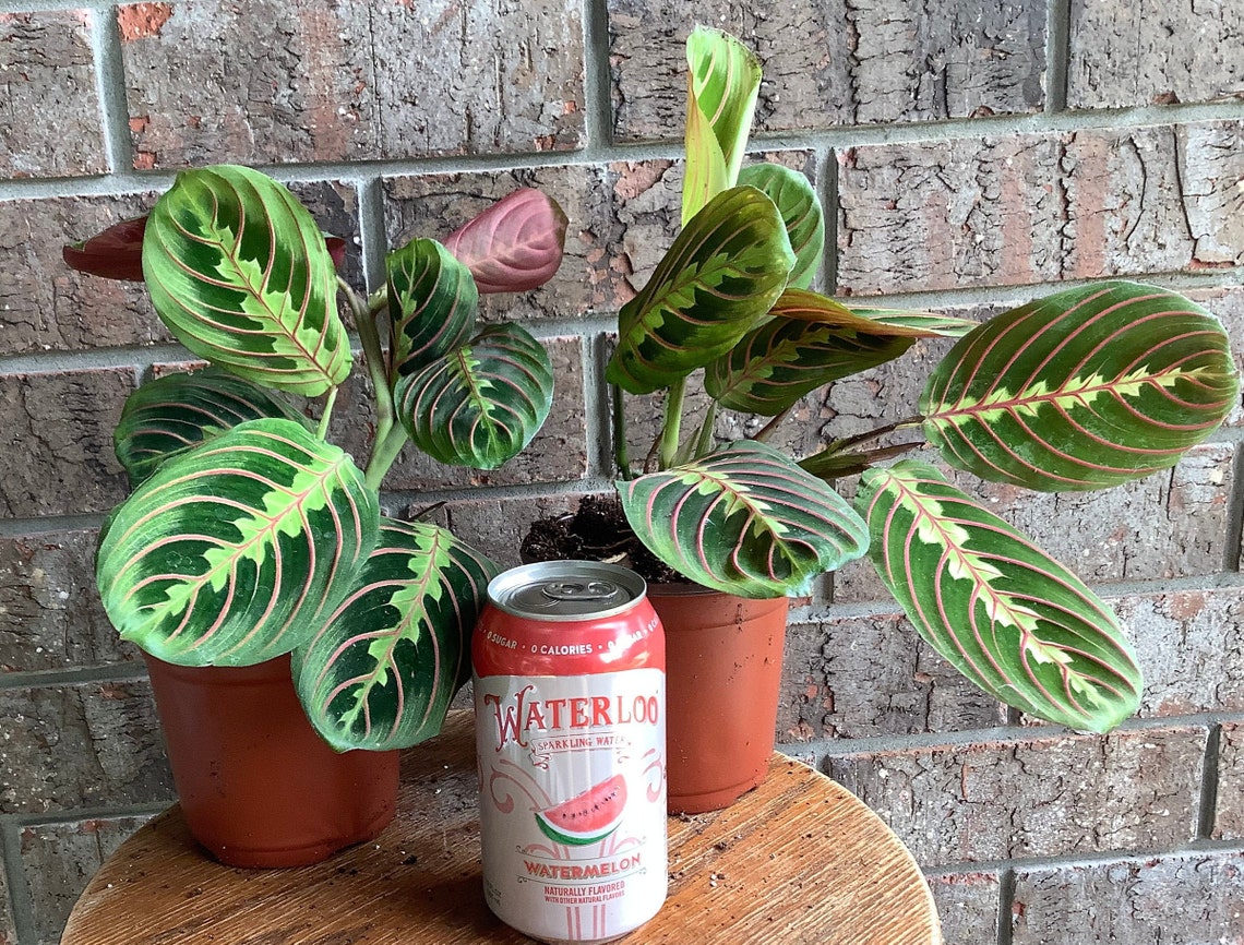 Red Maranta Green prayer plant Maranta leuconeura Easy