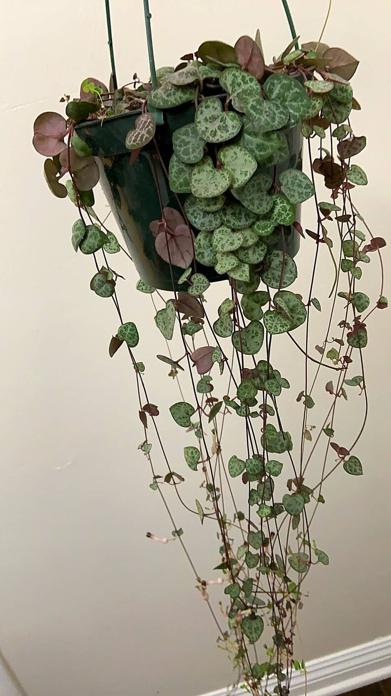 String of hearts 4 cuttings *PINK COLOR* Planters & Pots Craft Supplies