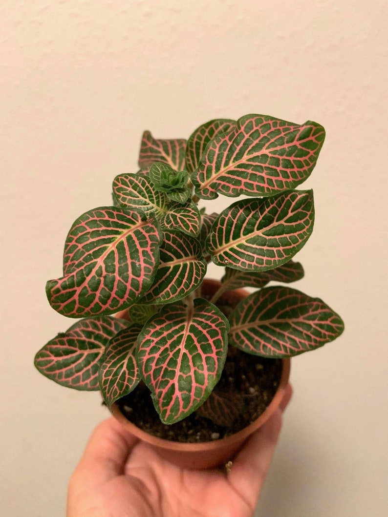 Beautiful Pink Nerve Plant Fittonia Etsy
