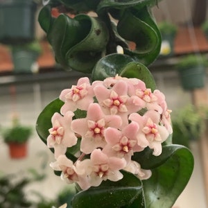 Rooted hoya compacta