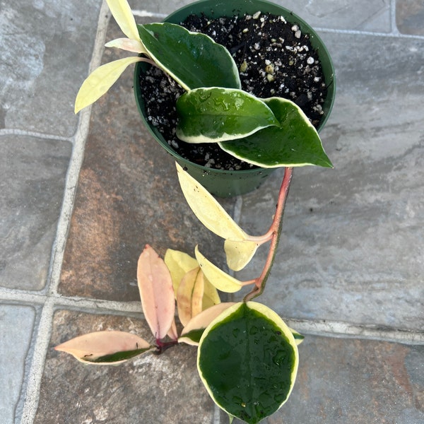 Hoya Carnosa Queen