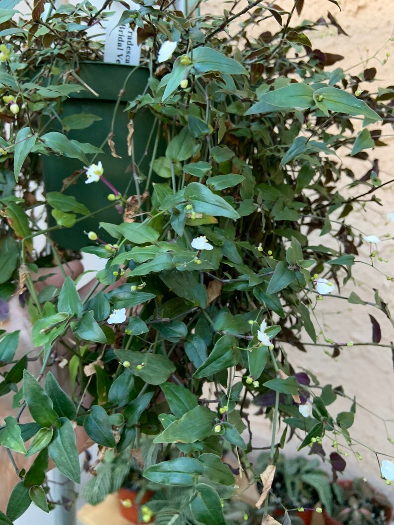 Tahitian Bridal Veil Plant Etsy