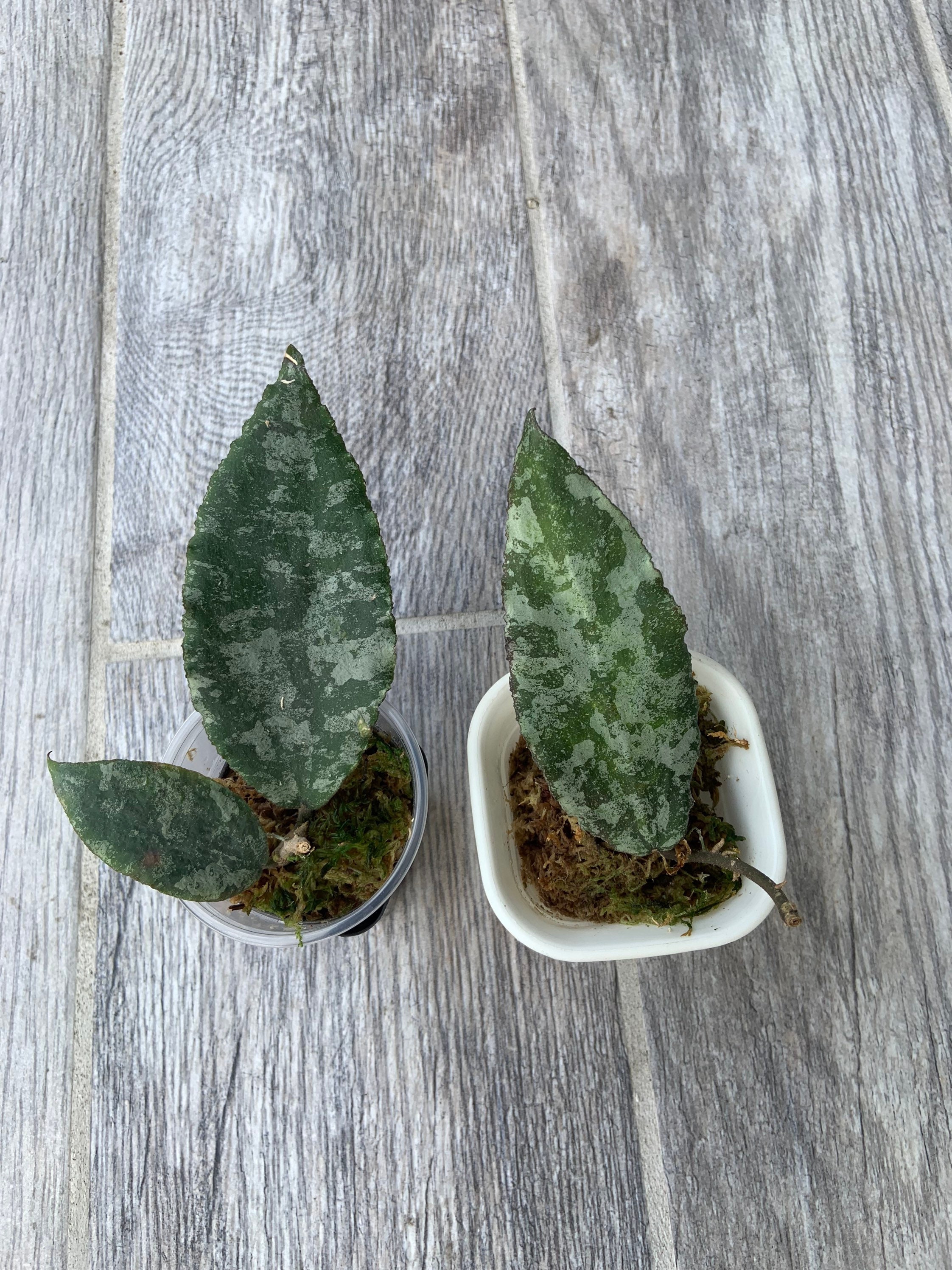Rare Hoya Caudata Sumatra With Splash and Silver- Free