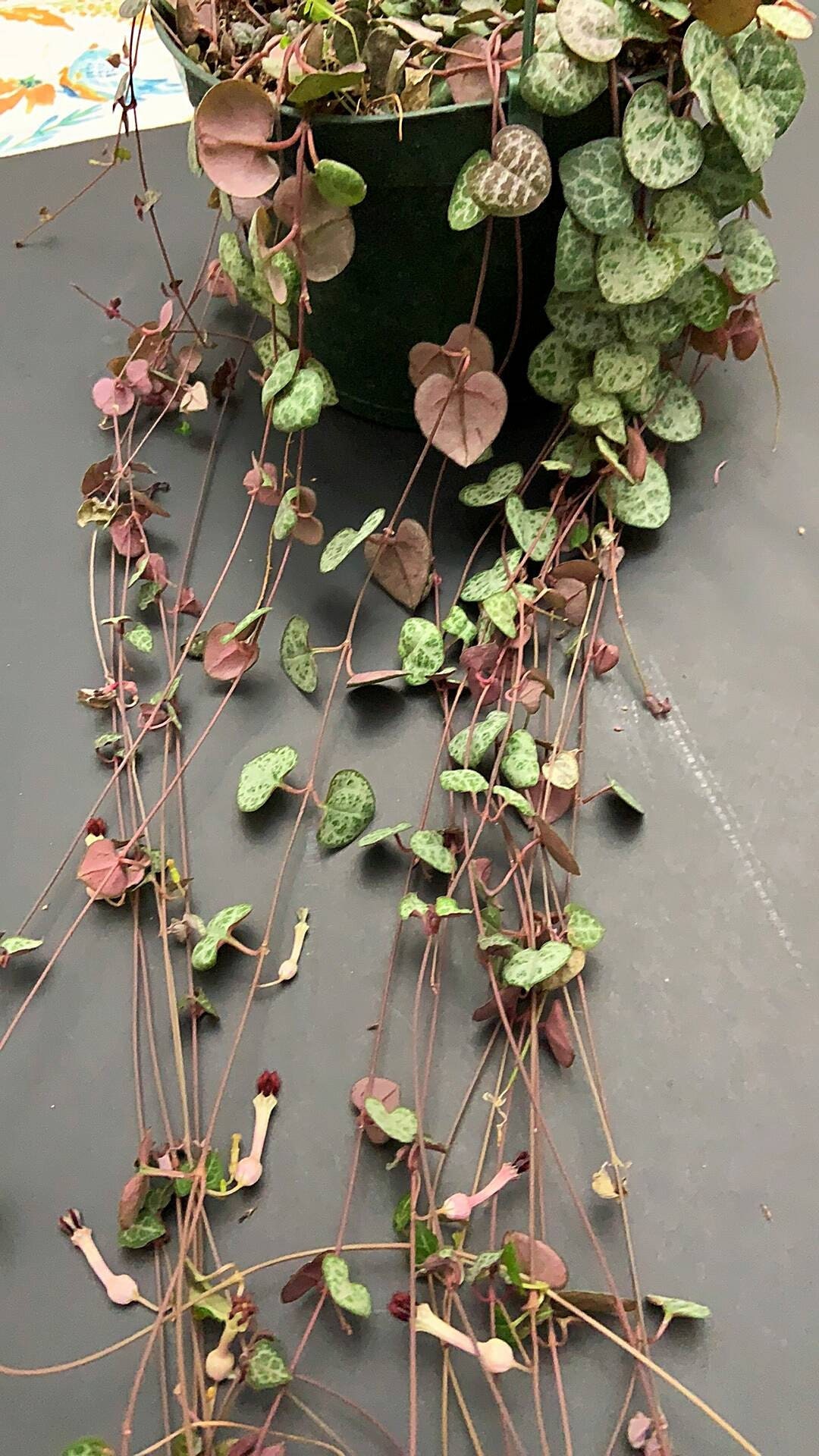 String of hearts 4 cuttings *PINK COLOR*