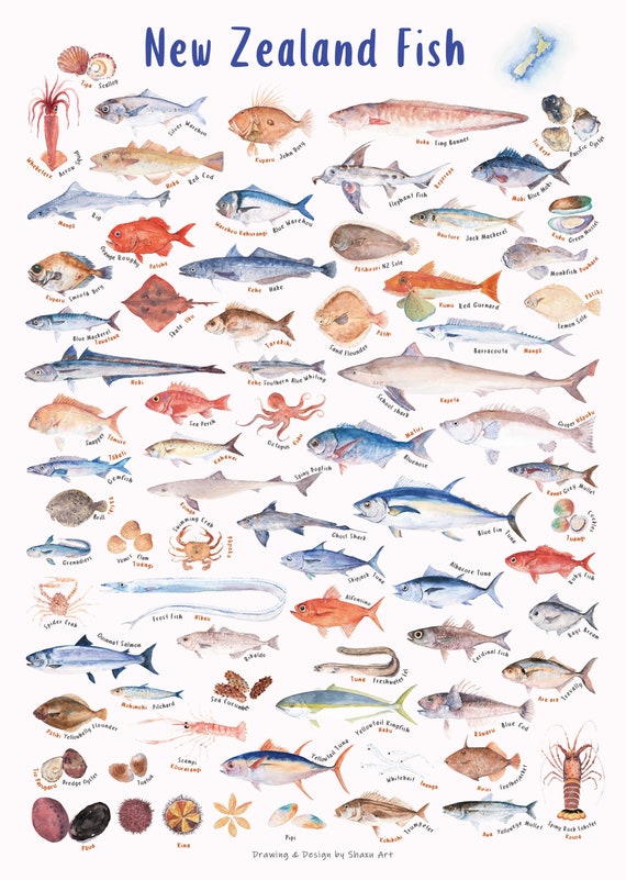 A2 New Zealand Fish Poster, Fish Poster Prints 73 Species 