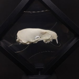 May include: A white animal skull displayed in a black diamond-shaped frame with a clear glass front. The skull is positioned on a black base.