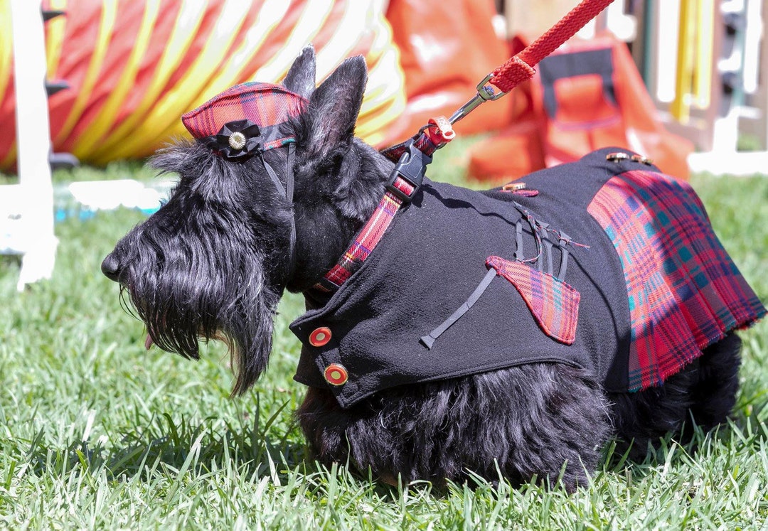 tartan-glengarry-dog-hat-scottish-pet-costume-etsy