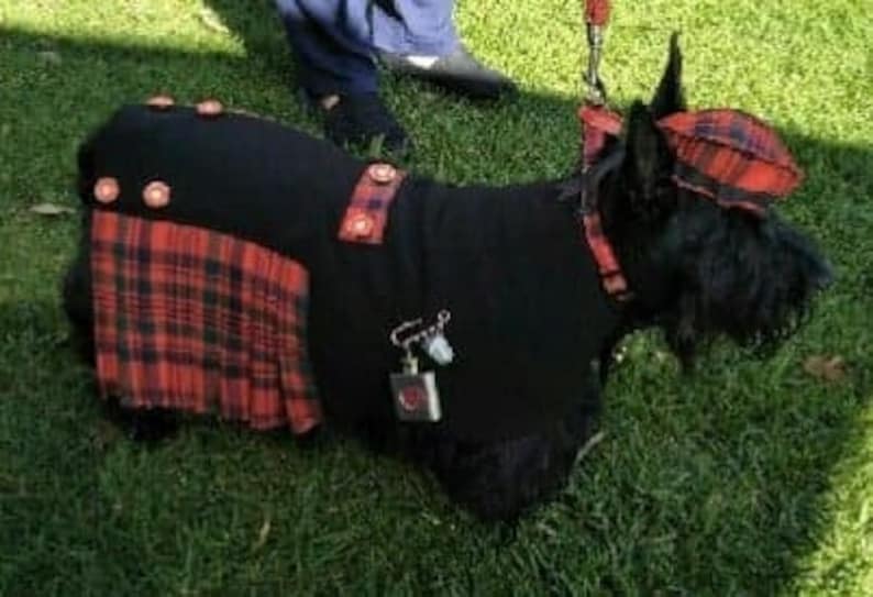 Glengarry dog hat, Dog cap, Scottish soldier hat, Glengarrie hat image 2