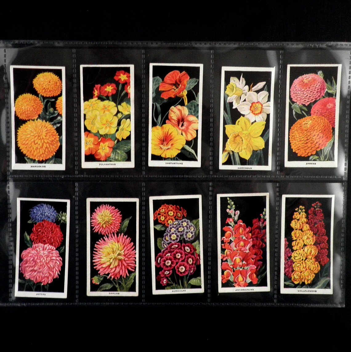 Flowers Cigarette Cards by Carreras Set of 50 Issued in 1936 Etsy