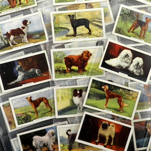 Honden Sigaret (2e serie) Kaarten door Gallahers Set van 48 Uitgegeven in 1936 Honden Honden Honden Huisdieren Zeldzame Gift