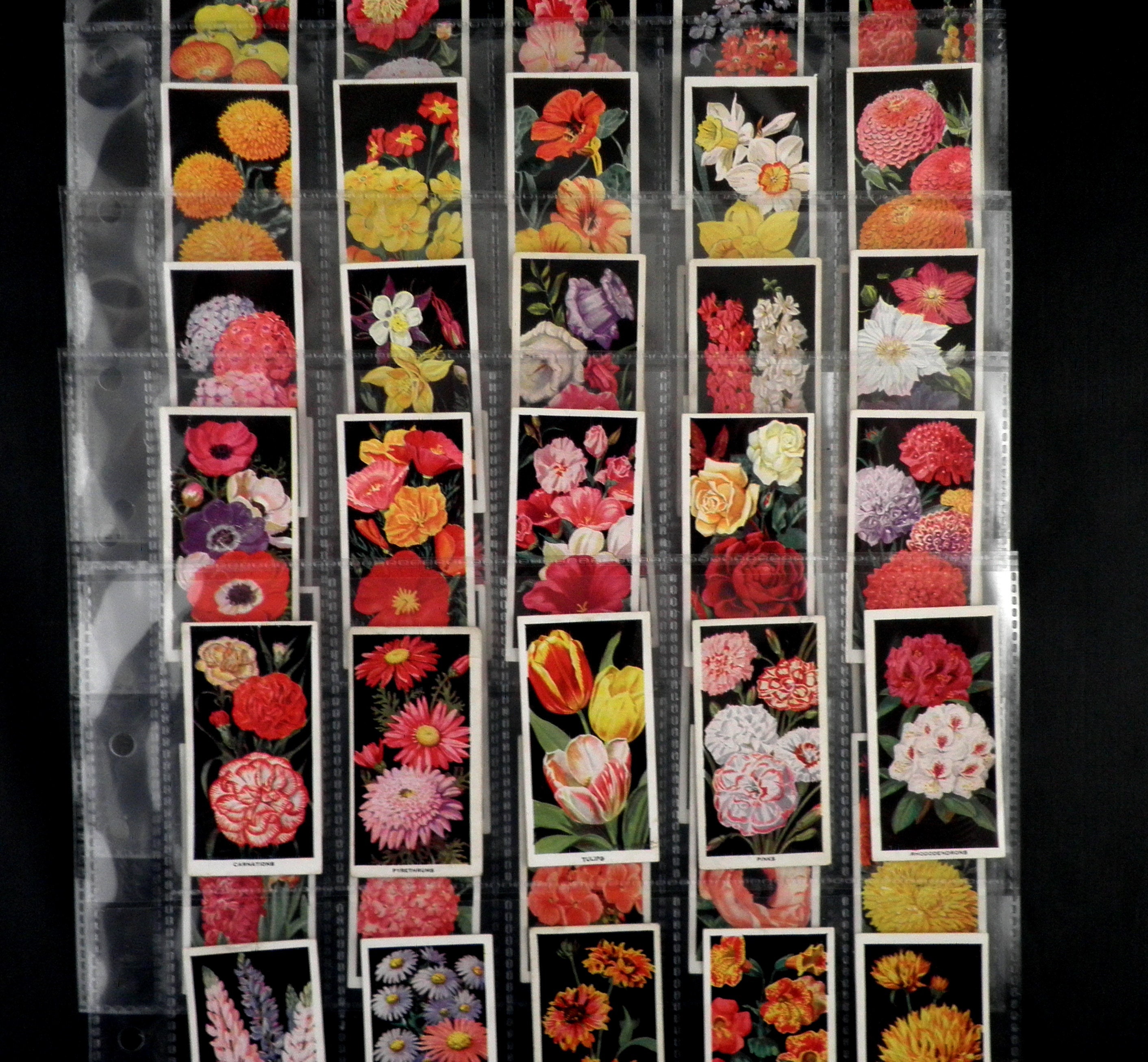Flowers Cigarette Cards by Carreras Set of 50 Issued in 1936 Etsy