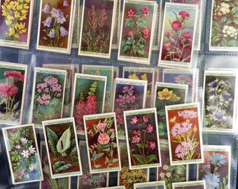 Wild Flowers Cigarette Cards by WD and HO Wills Set of 50 Issued in 1925 Plants Flowers Botany Nature Rare Collectable