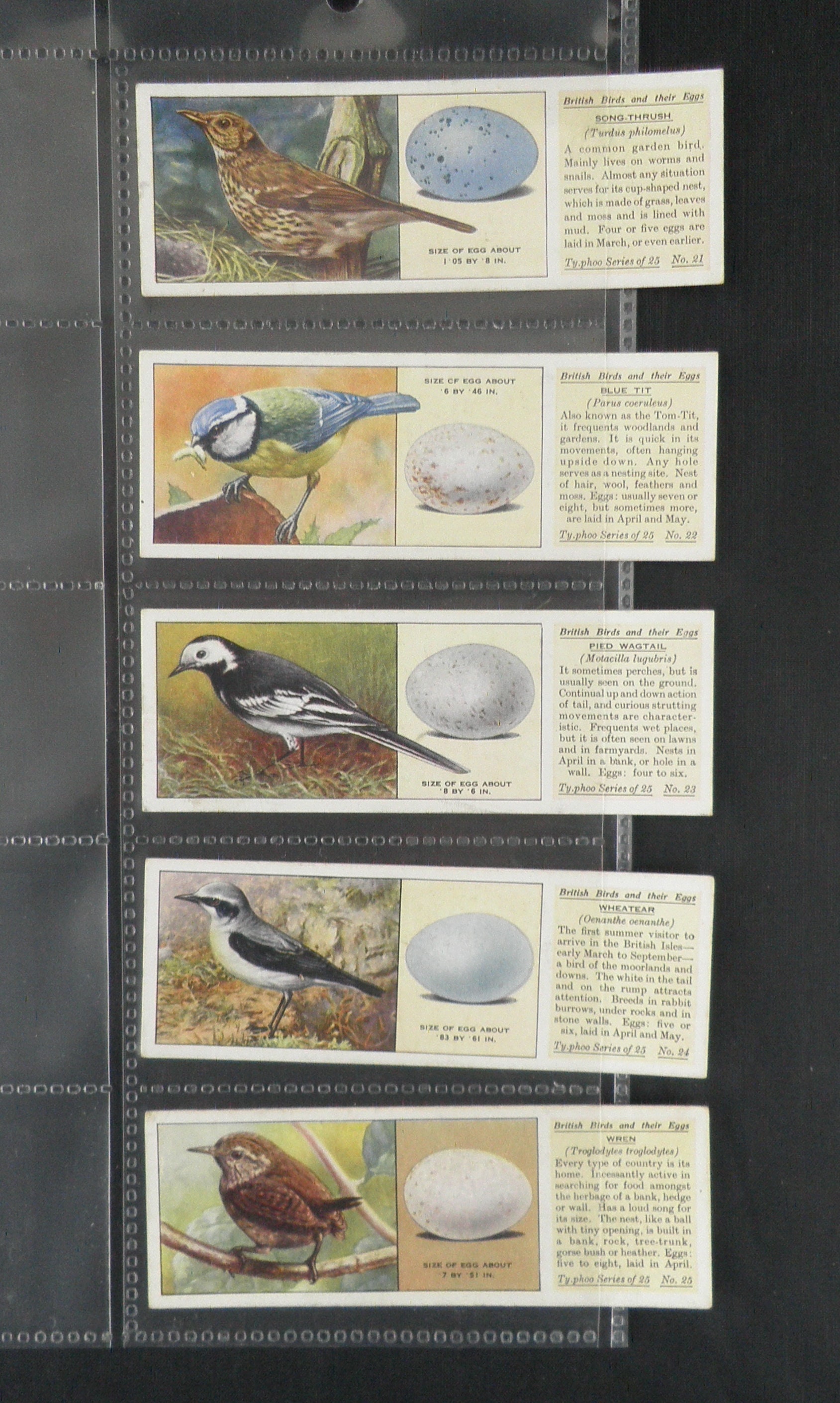 British Birds and Their Eggs Trade Cards by Typhoo Set of 25 - Etsy