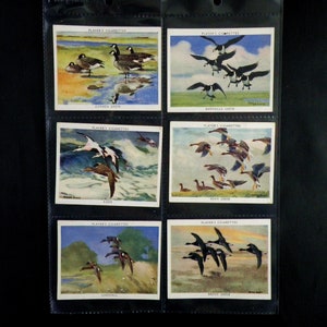 Wild Fowl ( Large ) Cigarette Cards por John Player Set de 25 Emitido en 1937 Ornithology Birds Hunting Rare