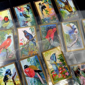 May include: A collection of vintage bird trading cards featuring colorful illustrations of various bird species, including hummingbirds, a bird of paradise, and a roller. The cards have gold borders and are arranged in clear plastic sleeves.