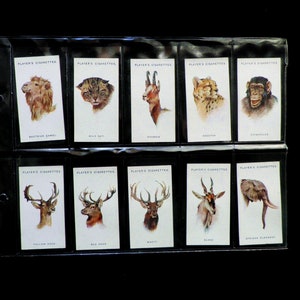 Wild Animal Heads Cigarette Cards by Players Set di 50 emessi nel 1937 Natura Animali Fauna Teste Rare da collezione