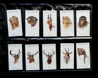 Wild Animal Heads Cigarette Cards by Players Set of 50 Issued in 1937  Nature Animals Fauna Heads  Rare Collectable