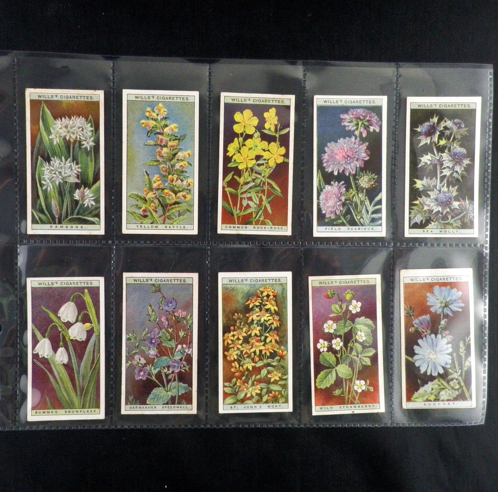 Wild Flowers Cigarette Cards by WD and HO Wills Set of 50 Etsy