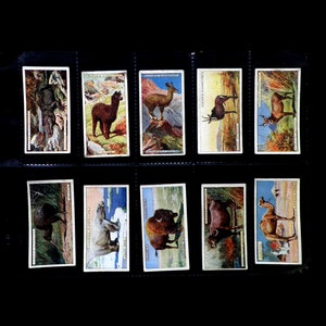 Carte per sigarette di storia naturale di John Player Set di 50 Emesse nel 1924 Natura Animali Animali selvatici Regalo raro