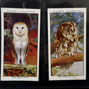 players cigarette cards birds Wild Birds Cigarette Cards by John Player Set of 50 Issued in 1932 Nature Birds Ornithology Bird Watching Gift Present Rare players cigarette cards birds Wild Birds Cigarette Cards by John Player Set of 50 Issued in 1932 Nature Birds Ornithology Bird Watching Gift Present Rare